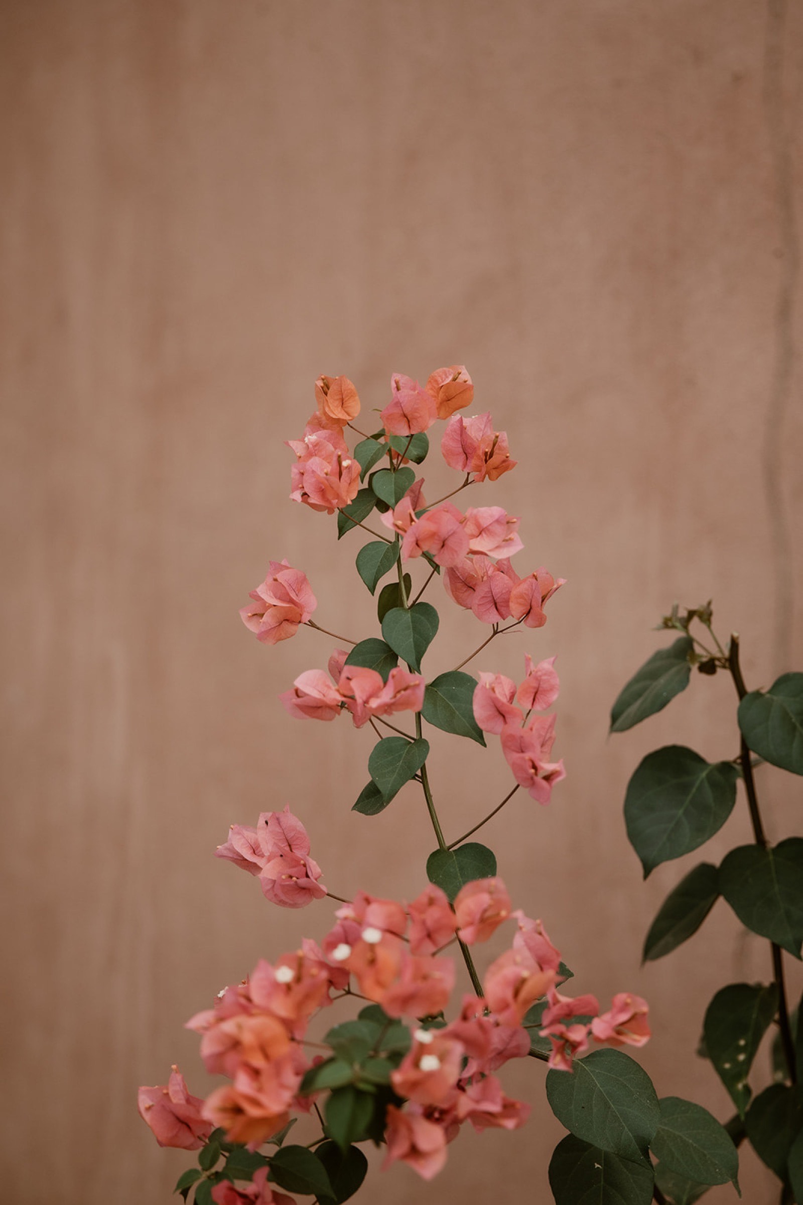 Bougainvillea against concrete wall
